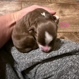 Nala - Red tri female Miniature Australian Shepherd puppy in Romney, West Virginia from South Branch Mini Aussies