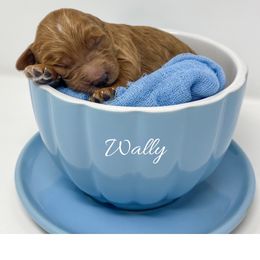 Wally - Red  male Goldendoodle puppy in State Road, North Carolina from Must Love Doodles