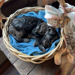 Sheepadoodle Puppies from Oak Hill Doodles
