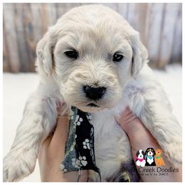 Larry - Cream male Goldendoodle puppy in Jeddo, Michigan from Apple Creek Doodles