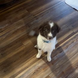 Border Collie puppies from Hoffman Forest Acres LLC