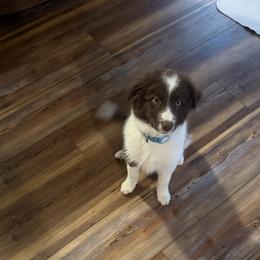 Border Collie puppies from Hoffman Forest Acres LLC