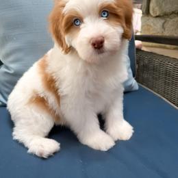 Sugar - Parti female Double Doodle puppy in Matthews, North Carolina from Weddington Labradoodles
