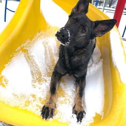 German Shepherd Puppies from Vom Kiefernhaus