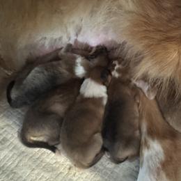 Prancer - Sable and white female Collie puppy in Morocco, Indiana from Collegiate Bassets and Rheign Collies