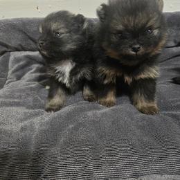 Iron Man - Wolf sable male Pomeranian puppy in Texas from Ruby's Poms