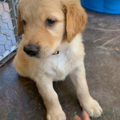 Goldendoodle Puppies from Doodle Devotion