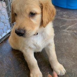Goldendoodle Puppies from Doodle Devotion