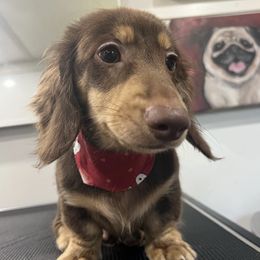 Grizly - Dachshund