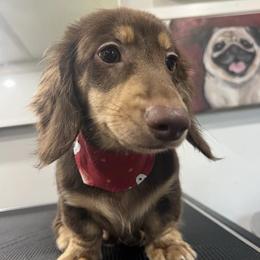 Grizly - Dachshund
