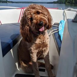 Lucy  - Goldendoodle