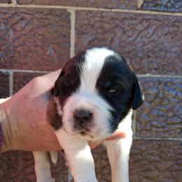 HAMBONE - Brown and white male Saint Bernard puppy in Kinsman, Ohio from Coleman Saint Bernards of Ohio