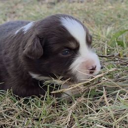 Rowdy - Red tri-color male Miniature American Shepherd puppy in Leonard, Texas from Tin Roof Aussies