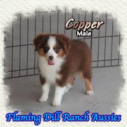 Copper - Red tri male Toy Australian Shepherd puppy in Forestburg, Texas from Flaming Dill Ranch Aussies