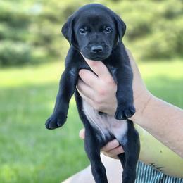Dark Green Collar - Male - Black male Labrador Retriever puppy in Boyd, Minnesota from Lindley Labradors