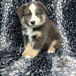 Miniature Australian Shepherd and Toy Australian Shepherd Puppies from Pistol Paws Aussies