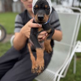 Fergus - Black and rust male Doberman Pinscher puppy in Aredale, Iowa from Royal Dynasty Dobermann Kennel