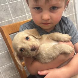 Boy 4 - Cream male Dachshund puppy in Newport, Tennessee from Foothills Mini Doxies