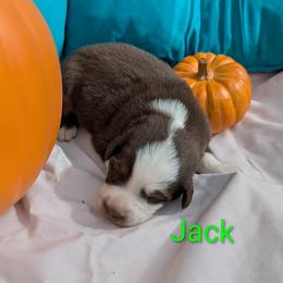 Jack - Red tri-color male Australian Shepherd puppy in Parker, Colorado from Legacy Ranch Australian Shepherds