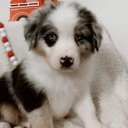 Flurry (aka Felix) - Blue merle Australian Shepherd puppy in Ashland, Wisconsin from Ahava's Australian Shepherds