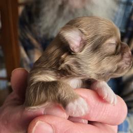 The Golden boy child - Gold and white male Shih Tzu puppy in Roanoke, Virginia from Adeline Joys Shih tzus of Roanoke Virginia