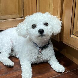 Phoebe - Bichon Frise