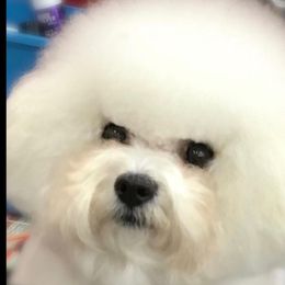 Bichon Frise All Grown Up from Legend Bichons