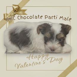 Choc parti boy - Chocolate, tan and white male Yorkshire Terrier puppy in Thornville, Ohio from My precious yorkies