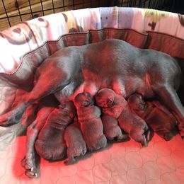 French Bulldog Puppies from Crooked C Ranch