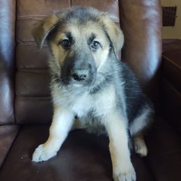 German Shepherd and Golden Retriever Puppies from Farmhouse Friends