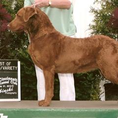 Chesapeake Bay Retrievers from Blue Sky Chesapeakes