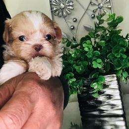 Baby Chris - Liver and white male Shih Tzu puppy in Detroit, Michigan from Friends4everkennel LLC