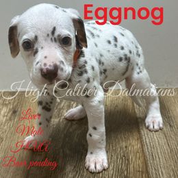 Eggnog - White and liver brown Dalmatian puppy in Pocatello, Idaho from High Caliber Dalmatians