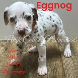 Eggnog - White and liver brown Dalmatian puppy in Pocatello, Idaho from High Caliber Dalmatians