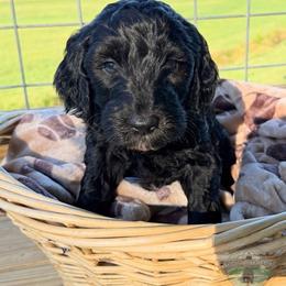 Terry - Black male Goldendoodle puppy in Cleveland, Tennessee from Liberty Creek Farms