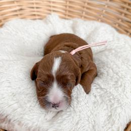 Cookie - Red female Cavapoo puppy in Apache Junction, Arizona from Coffey House Doodles