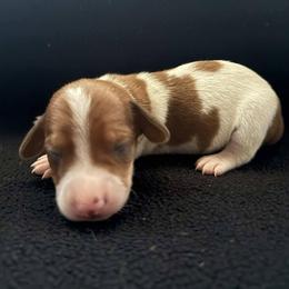 Puppy 6 - Red male Dachshund puppy in Riverside, California from Saddle Up Dachshunds