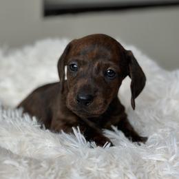 Brindle - Brindle male Dachshund puppy in Crystal, Michigan from Mare-Bella Smoothcoat Edition