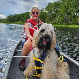 Bouvier des Flandres from Gouden Bouvier