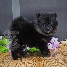 Pepper's Hairspray Queen - Black and tan female Pomeranian puppy in Plant City, Florida from Pepper's Pomeranians