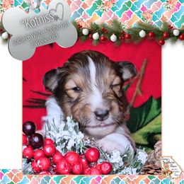 Girl 3 - Katniss - Sable and white female Shetland Sheepdog puppy in Elberton, Georgia from Ioney's Southern Paws Shelties, Frenchies, and Yorkies