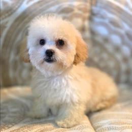 Ollie - Cream male Cockapoo puppy in West Point, Mississippi from Golden Paws