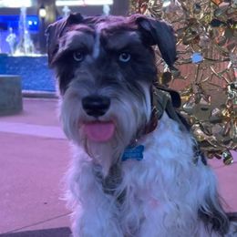 Leorio - Miniature Schnauzer