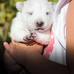Firefly (AKC) - Red speckled Australian Cattle Dog puppy in Marana, Arizona from Impact 3rd Australian Cattle Dogs
