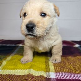 Puppy 2 - Wheaten male Scottish Terrier puppy in San Tan Valley, Arizona from For the love of Scotties