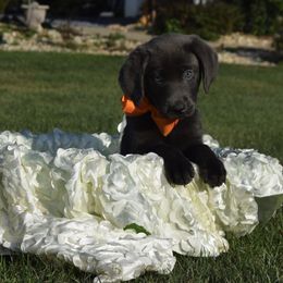 Dilute Retriever and Labrador Retriever Puppies from Royalty Retrievers