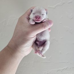 Boy 1 - Cream male Pomeranian puppy in Visalia, California from J-Pom Lee's
