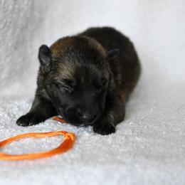 Orange - Sable female German Shepherd puppy in Louisburg, North Carolina from C6 Ranch & Shepherds