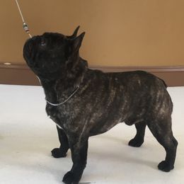 Riggs - French Bulldog