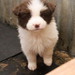 AKC Grand Champion Sired (RM2) - Red male Border Collie puppy in Noble, Oklahoma from CheckItOut Border Collies